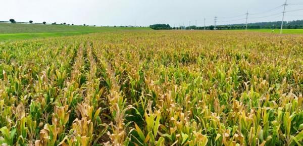生物技术重塑秸秆绿色未来中农秸美闪耀农高会合成(图5)